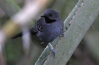 Slender Antbird - Rhopornis ardesiaca