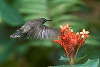 Seychelles Sunbird - Cinnyris dussumieri