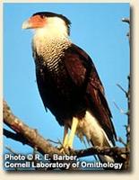Crested Caracara perched