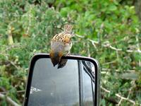 Rufous Sparrow - Passer rufocinctus