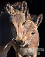 Two rare Juvenile Somali Wild Ass nuzzling , Marwell Zoo , Hampshire , England stock photo