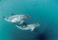 Photo: Two harbor porpoises