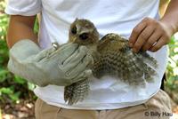 領角鴞  	Collared Scops Owl  	Otus bakkamoena