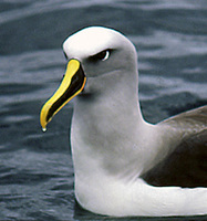 : Diomedea bulleri; Buller's Albatross