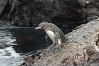 : Spheniscus mendiculus; Galapagos Penguin