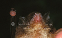 : Thyroptera tricolor; Spix's Disk-wing Bat