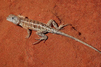 : Chalarodon madagascariensis; Malagasy Iguana