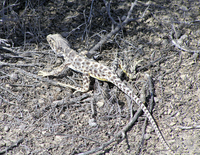 : Gambelia silus; Blunt-nosed Leopard Lizard