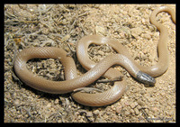 : Tantilla planiceps; Western Blackheaded Snake