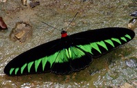 Trogonoptera brookiana - Rajah Brooke