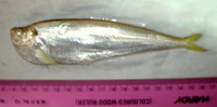 Raconda russeliana, Raconda: fisheries
