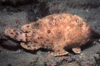Antennarius avalonis, Roughbar frogfish: