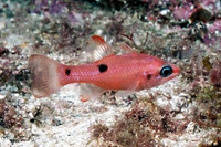 Apogon pseudomaculatus, Twospot cardinalfish: aquarium