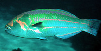 Thalassoma purpureum, Surge wrasse: fisheries, gamefish, aquarium