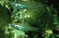 Rhabdamia gracilis, Luminous cardinalfish: