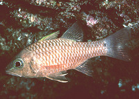 Apogon kallopterus, Iridescent cardinalfish: aquarium