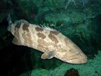 Epinephelus malabaricus, Malabar grouper: fisheries, aquaculture, gamefish