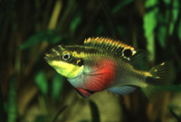 Pelvicachromis pulcher, Rainbow krib: aquarium
