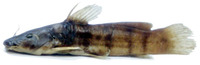 Parauchenoglanis loennbergi, Dotted catfish:
