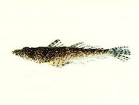 Sunagocia otaitensis, Fringelip flathead: fisheries