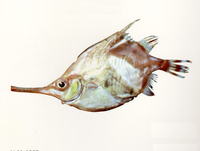 Notopogon lilliei, Crested bellowfish: