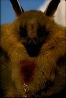 Image of: Cynopterus sphinx (greater short-nosed fruit bat)