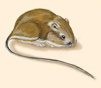 Image of: Dipodomys heermanni (Heermann's kangaroo rat)