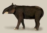 Image of: Tapirus pinchaque (mountain tapir)