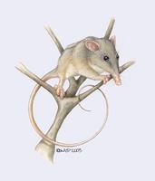 Image of: Tarsipes rostratus (honey possum)