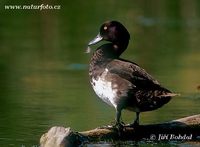 Aythya fuligula - Tufted Duck