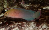 Pseudochromis dilectus - Dilectis Dottyback