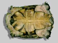 Pelomedusa subrufa subrufa - Helmeted Turtle