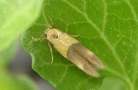 キイロマイコガ Stathmopoda auriferella