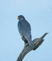 Amur Falcon - Falco amurensis