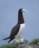 Brown Booby (Sula leucogaster) photo