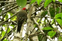 Hispaniolan Woodpecker - Melanerpes striatus