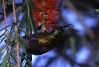 Bronze Sunbird - Nectarinia kilimensis