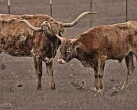 Texas longhorn and calf