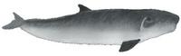 Zwergpottwal (Kogia breviceps) Pygmy sperm whale