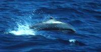 Fraser's Dolphin Lagenodelphis hosei