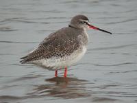 Spotted Redshank, Titchwell