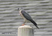 Chinese-Sparrow Hawk Accipiter soloensis 붉은배새매