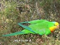 Superb Parrot