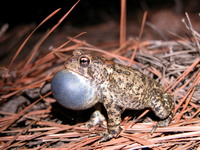 : Bufo houstonensis; Houston Toad