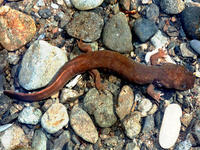 : Dicamptodon copei; Cope's Giant Salamander