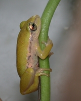 : Hyperolius kivuensis; Kivu Reed Frog