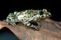 : Pelodytes punctatus; Parsley Frog