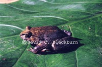 : Trichobatrachus robustus; Hairy Frog