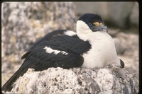 : Phalacrocorax bransfieldensis; Antarctic Blue-eyed Cormorant