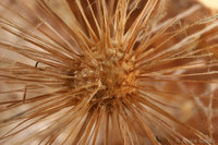 : Amphibolips confluenta; Spongy Oak Apple;